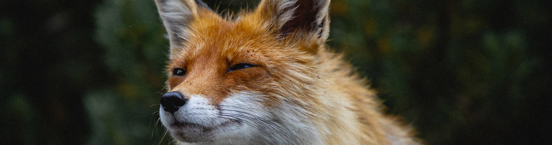 Kranichwiesen Wildnisschule