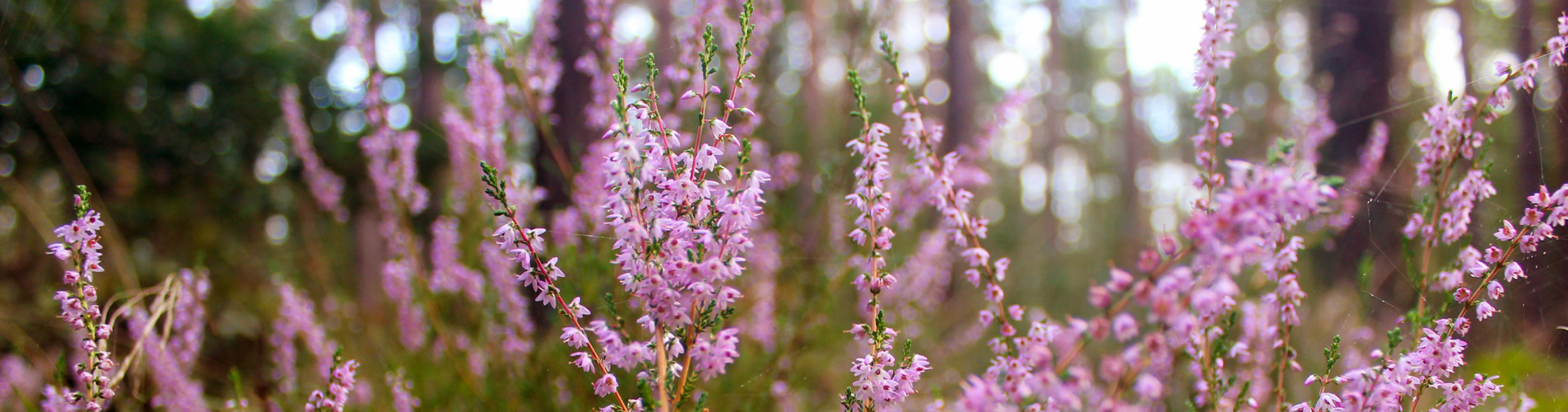 Kranichwiesen Wildnisschule