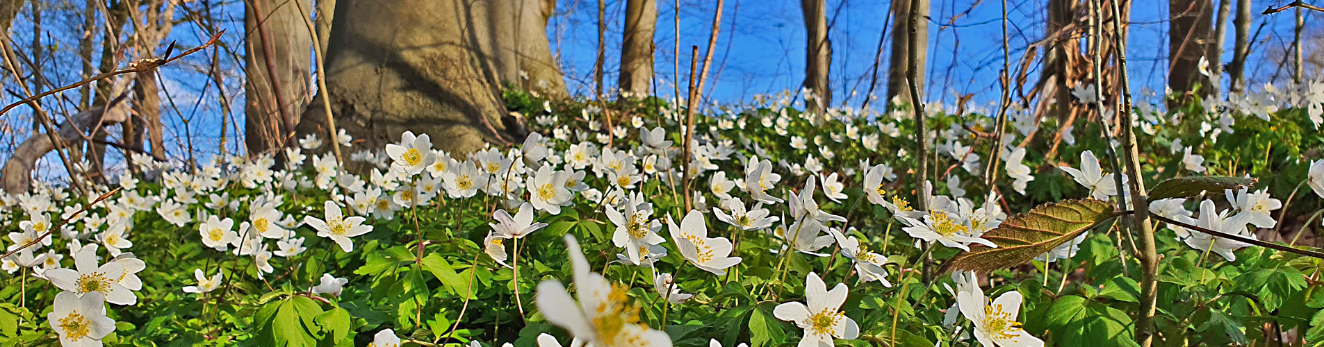 Kranichwiesen Wildnisschule