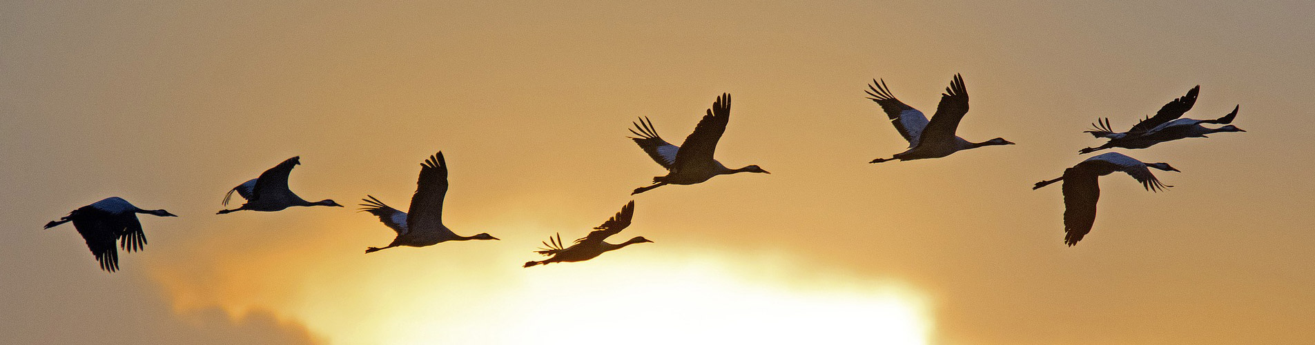 Kranichwiesen Wildnisschule