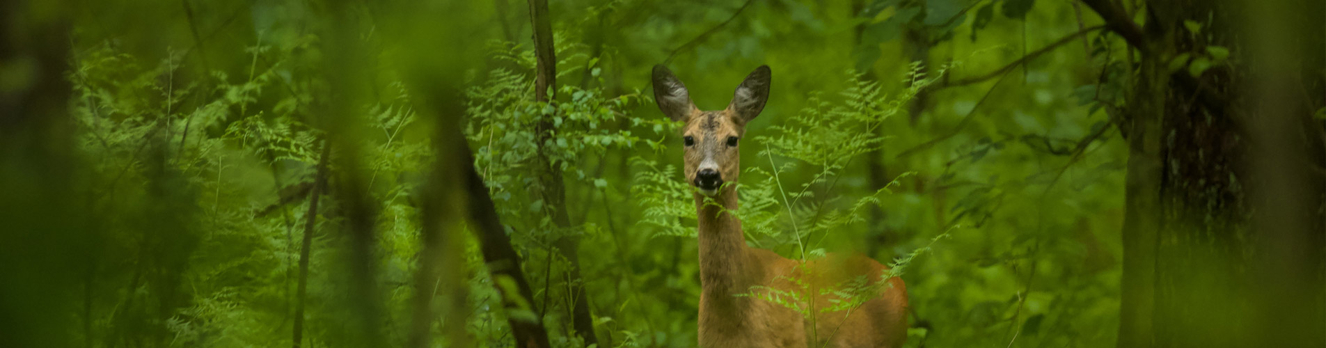 Kranichwiesen Wildnisschule