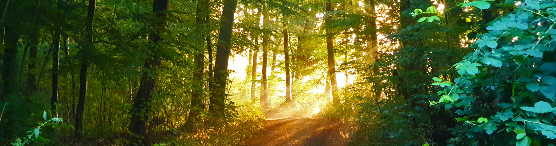 Start - Kranichwiesen Wildnisschule